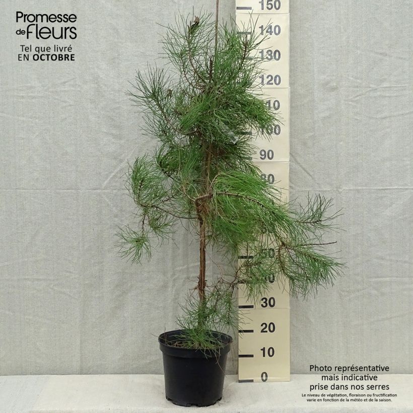 Pinus pinaster - Pin maritime pot de 10L sample as delivered in autumn