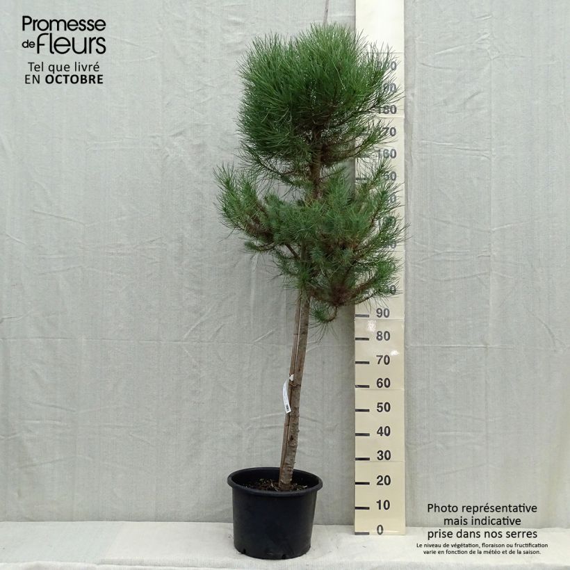 Pinus pinea - Pin parasol en pot hauteur 150/175, diamètre de tige 10/12 sample as delivered in autumn