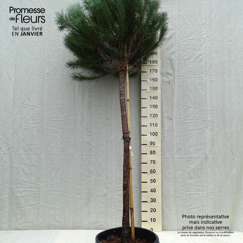 Pinus pinea - Pin parasol en pot hauteur 175/200, diamètre de tige 12/14 sample as delivered in winter