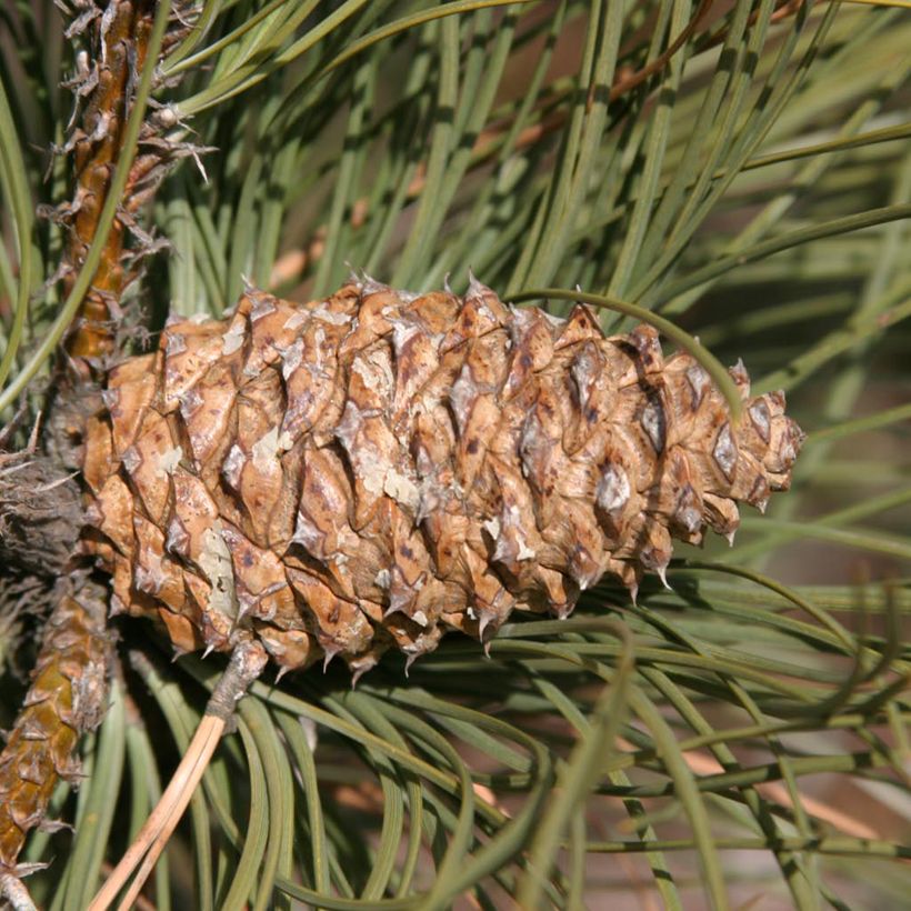 Ponderosa pine - Pinus ponderosa (Harvest)