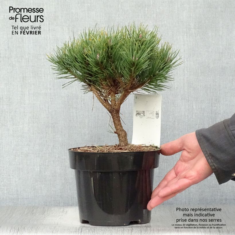 Pinus sylvestris Watereri - Pin sylvestre Pot de 2L/3L sample as delivered in winter