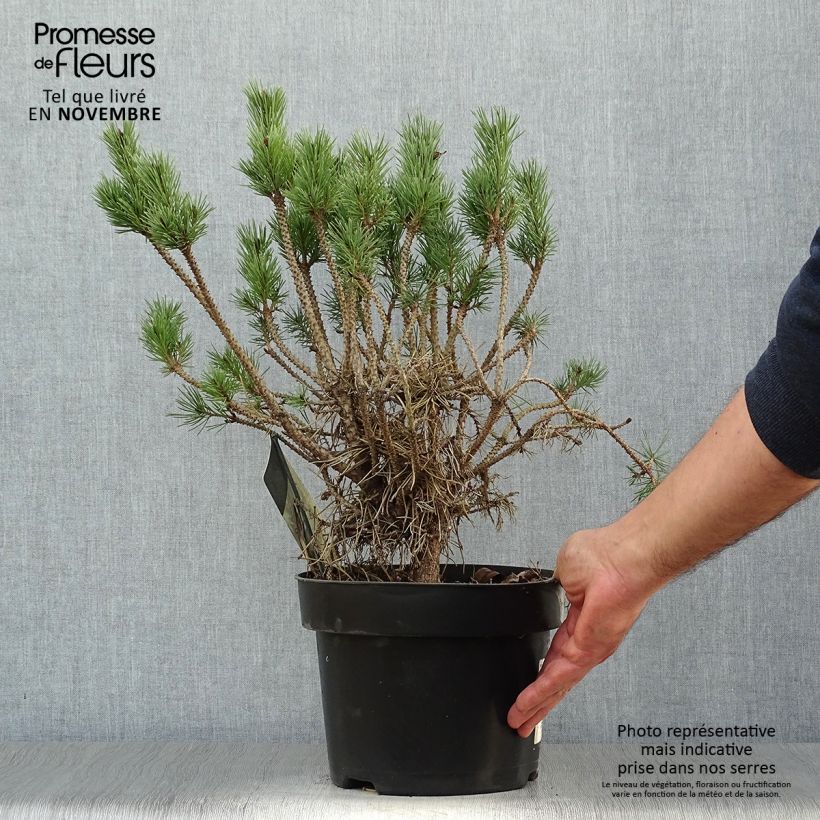 Pinus sylvestris Watereri - Pin sylvestre Pot de 2L/3L sample as delivered in autumn