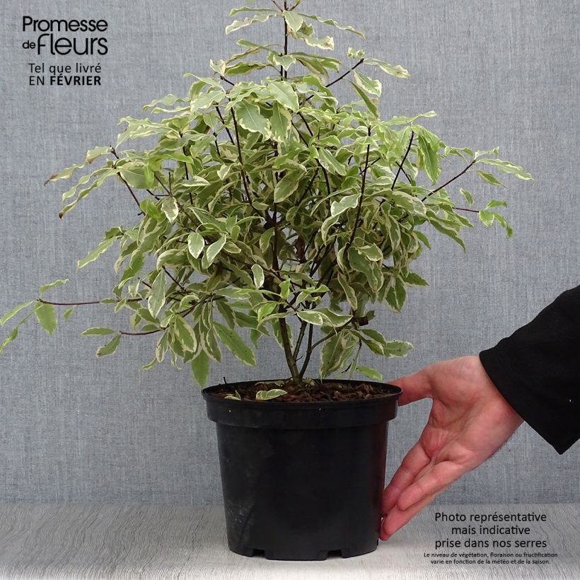 Pittosporum eugenoides Variegatum Pot de 3L/4L sample as delivered in winter