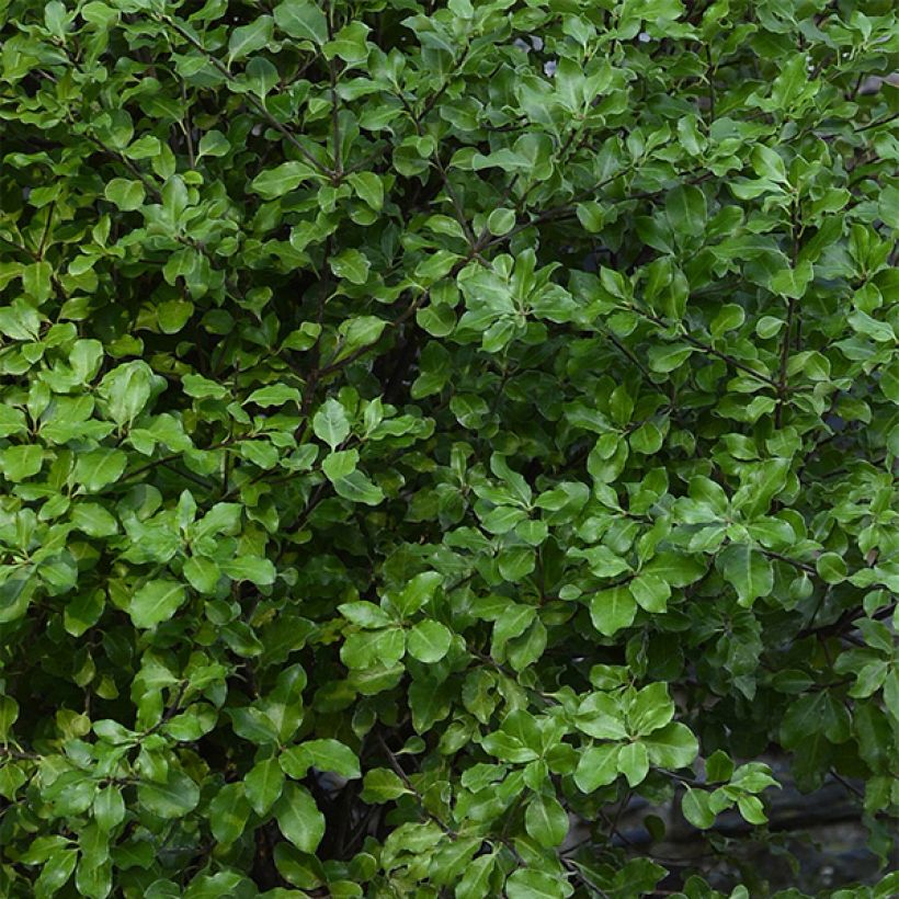 Pittosporum tenuifolium Emerald Dome - Kohuhu (Foliage)