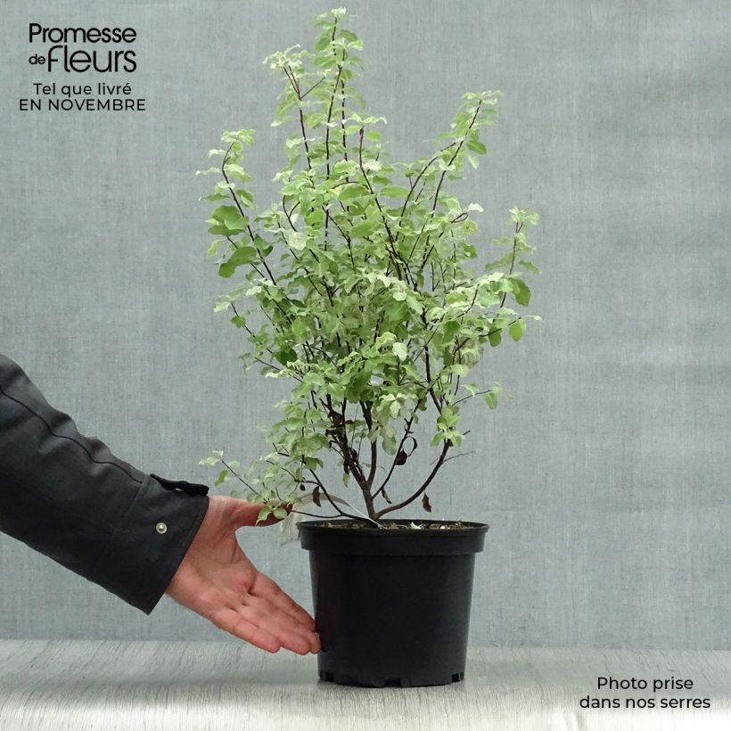 Pittosporum tenuifolium Irene Patterson Pot de 2L/3L sample as delivered in autumn