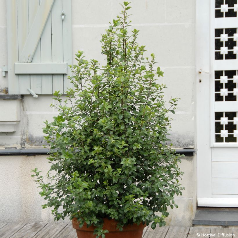 Pittosporum tenuifolium Irish Luck - Kohuhu (Plant habit)