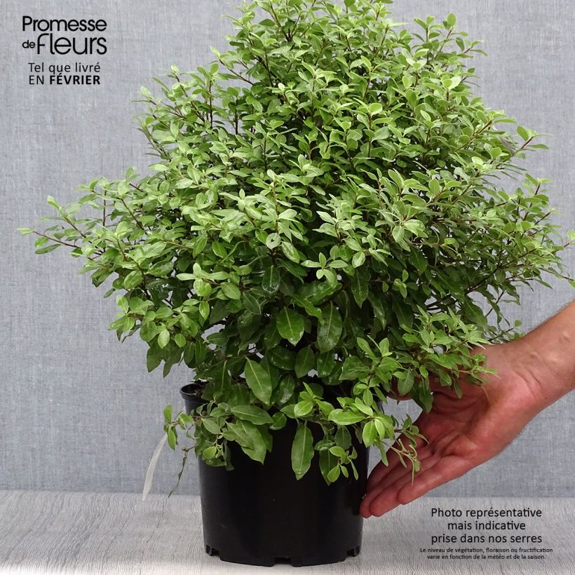 Pittosporum tenuifolium Midget Pot de 3L sample as delivered in autumn