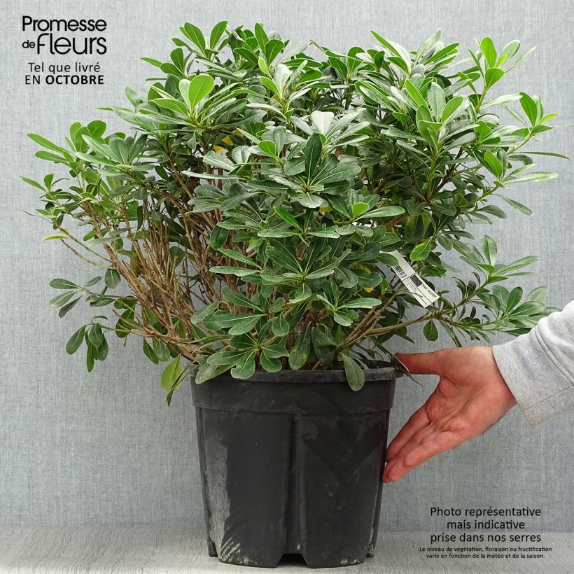 Pittosporum tobira Nanum pot de 7,5L/10L sample as delivered in autumn