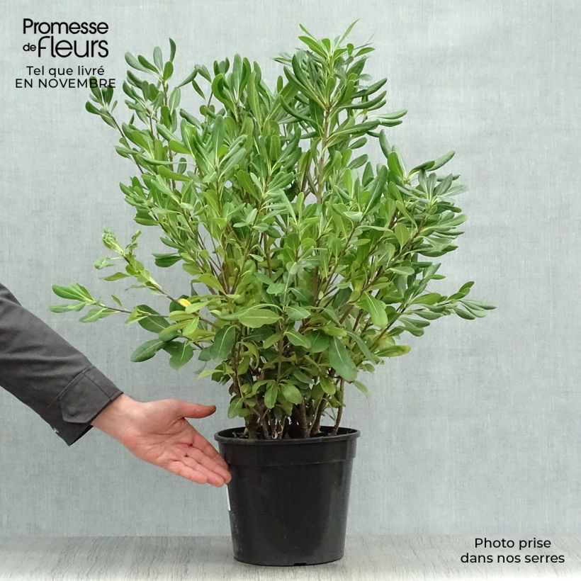 Pittosporum tobira - Pittospore du Japon en pot de 7,5L/10L sample as delivered in autumn