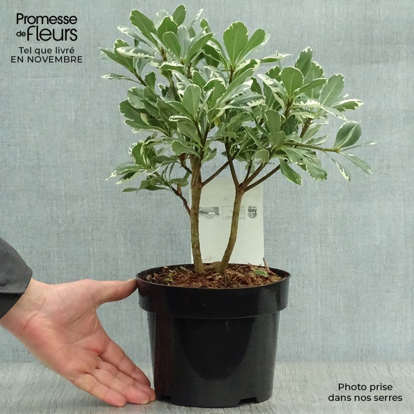 Pittosporum tobira Variegatum Pot de 2L/3L sample as delivered in autumn