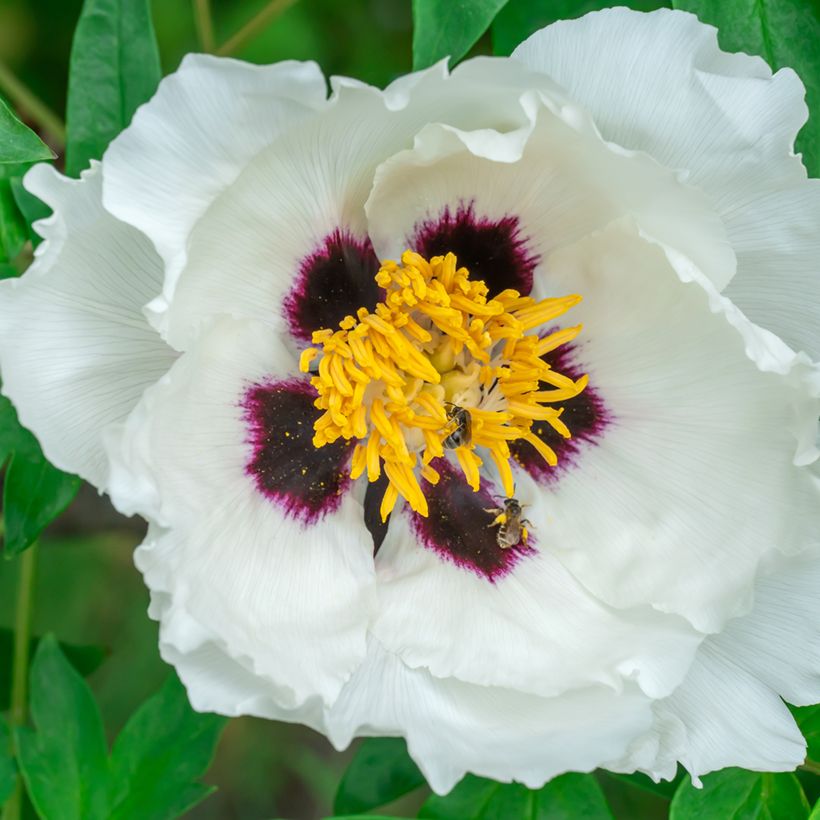 Paeonia ostii Feng Dan Bai - Tree Peony (Flowering)