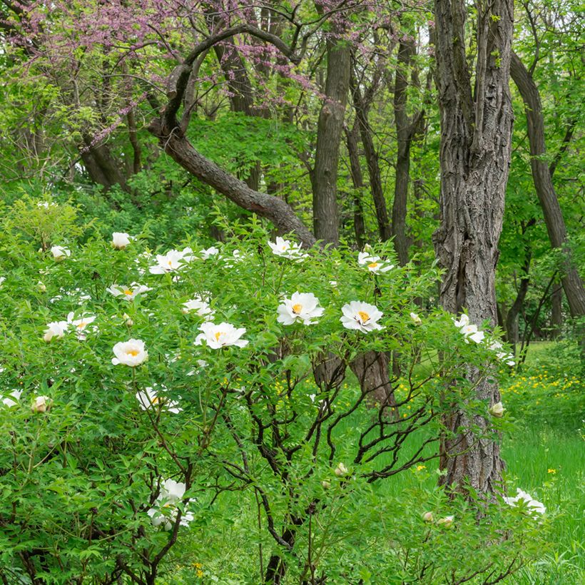 Paeonia ostii Feng Dan Bai - Tree Peony (Plant habit)