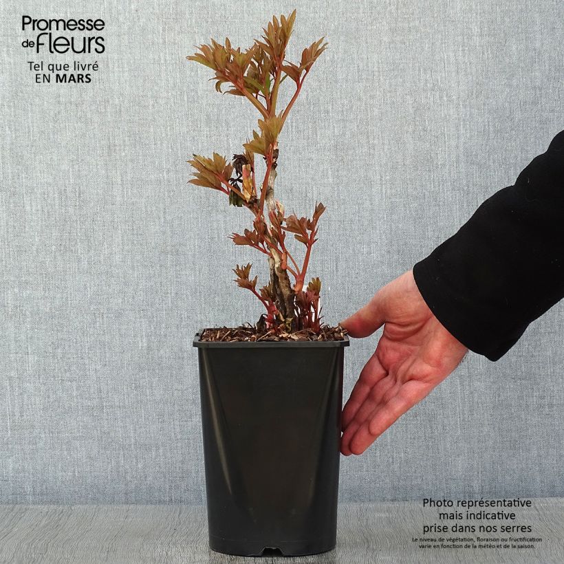 Pivoine arbustive Fen He Piao Jiang - Paeonia suffruticosa - pot de 2L/3L sample as delivered in winter