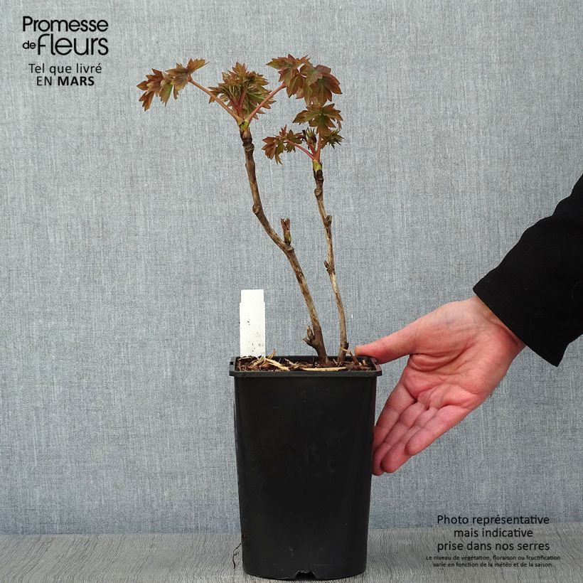 Pivoine arbustive Luo Yang Hong - Paeonia suffruticosa - pot de 2L/3L  sample as delivered in winter