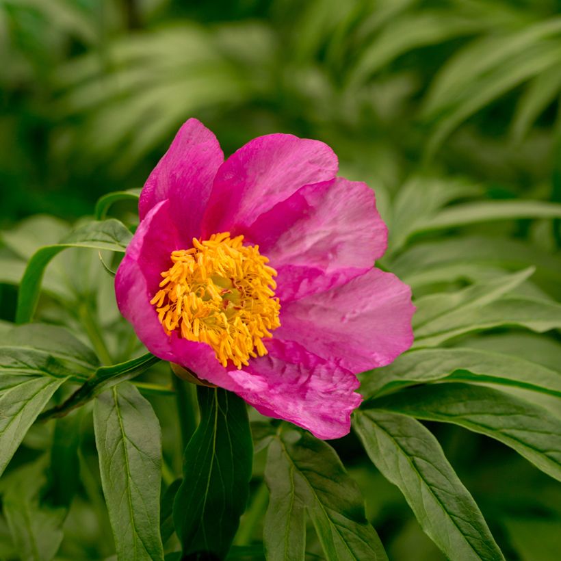 Paeonia anomala  (Flowering)