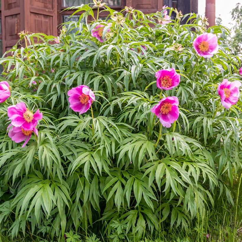 Paeonia anomala  (Plant habit)