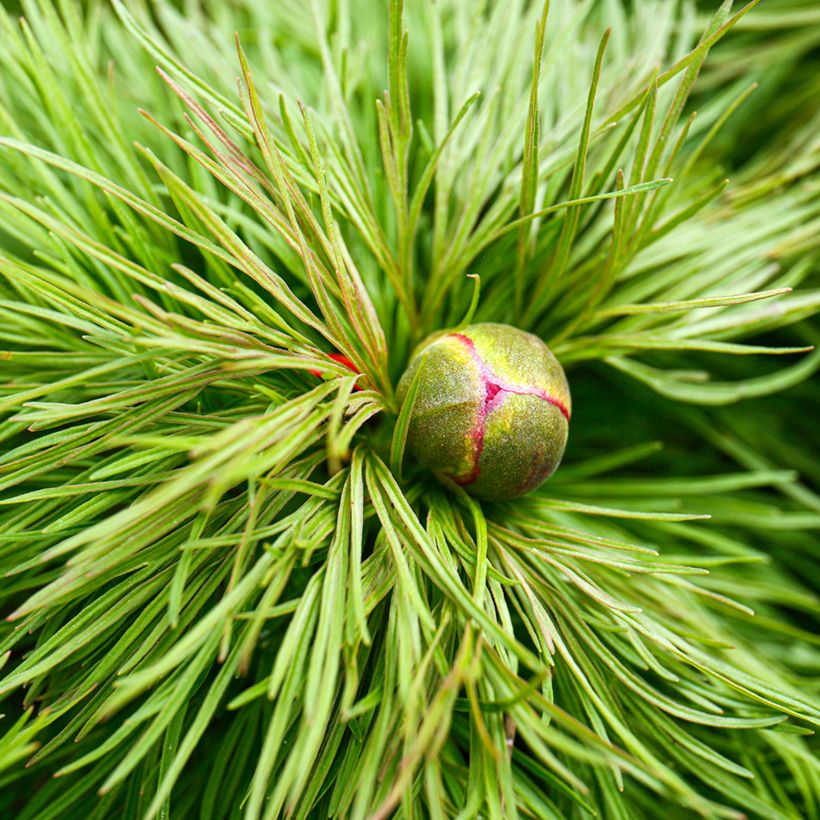 Paeonia tenuifolia  (Foliage)