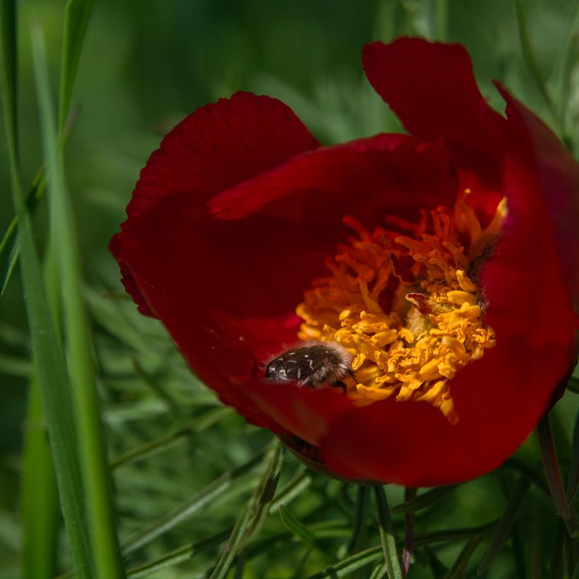 Paeonia tenuifolia  (Flowering)