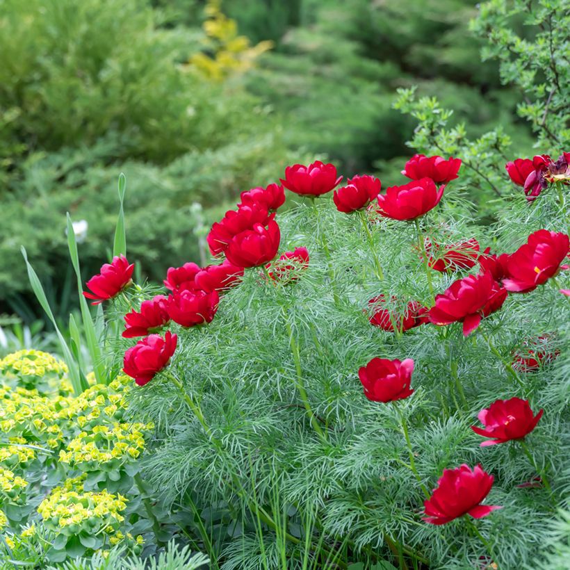 Paeonia tenuifolia  (Plant habit)