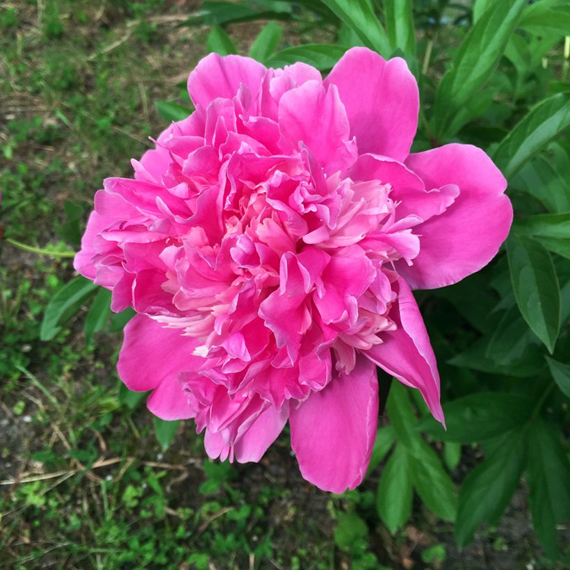 Paeonia lactiflora Amabilis (Flowering)