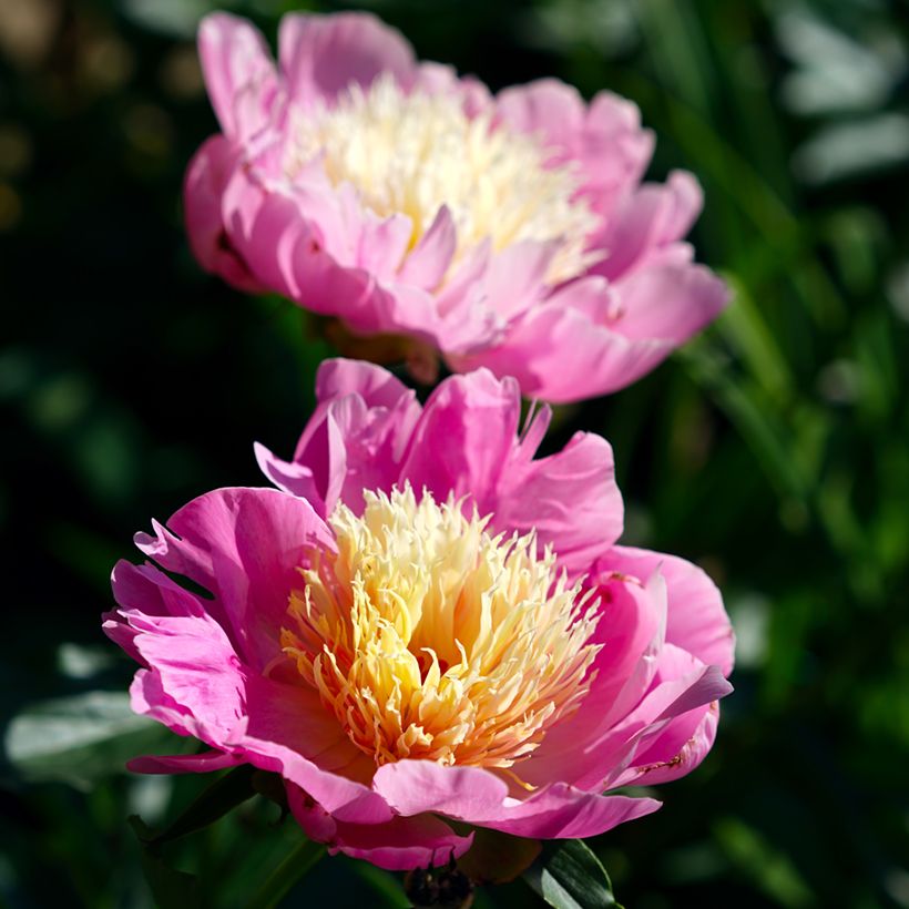 Paeonia lactiflora Bowl of Beauty (Flowering)