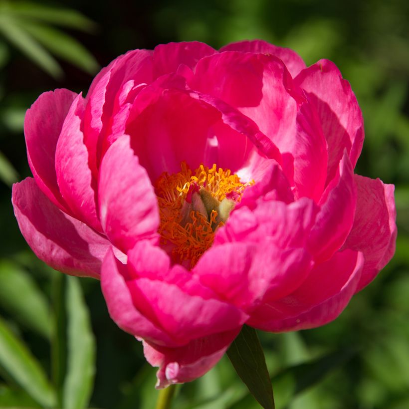 Paeonia lactiflora Cytherea (Flowering)