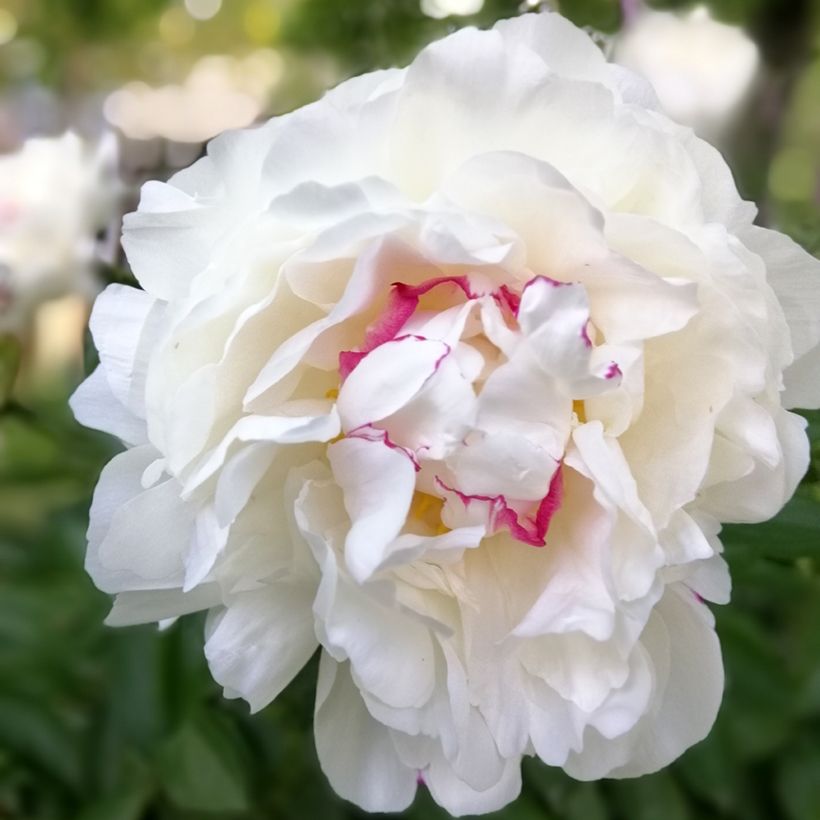 Paeonia lactiflora Festiva Maxima (Flowering)