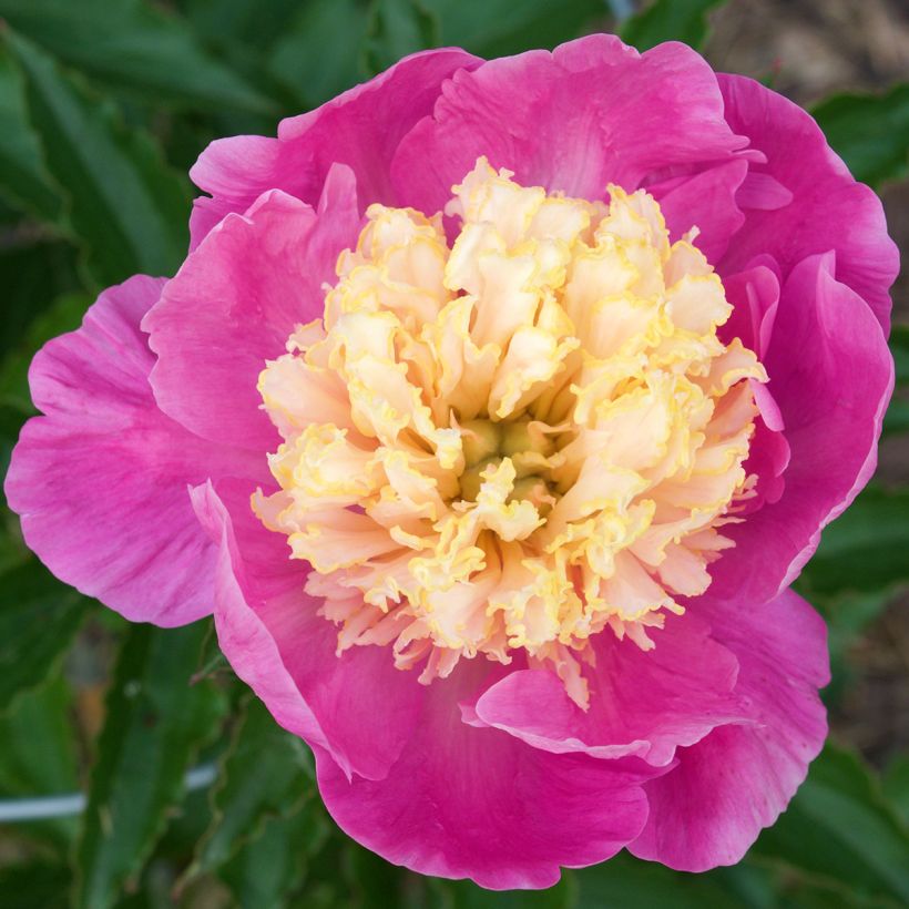 Paeonia lactiflora Mr G.F. Hemerik (Flowering)