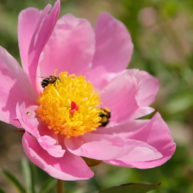 Paeonia lactiflora Nymphe (Flowering)