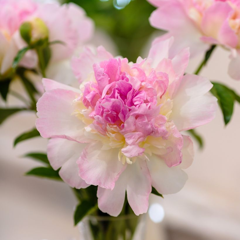 Paeonia lactiflora Raspberry Sunday (Flowering)