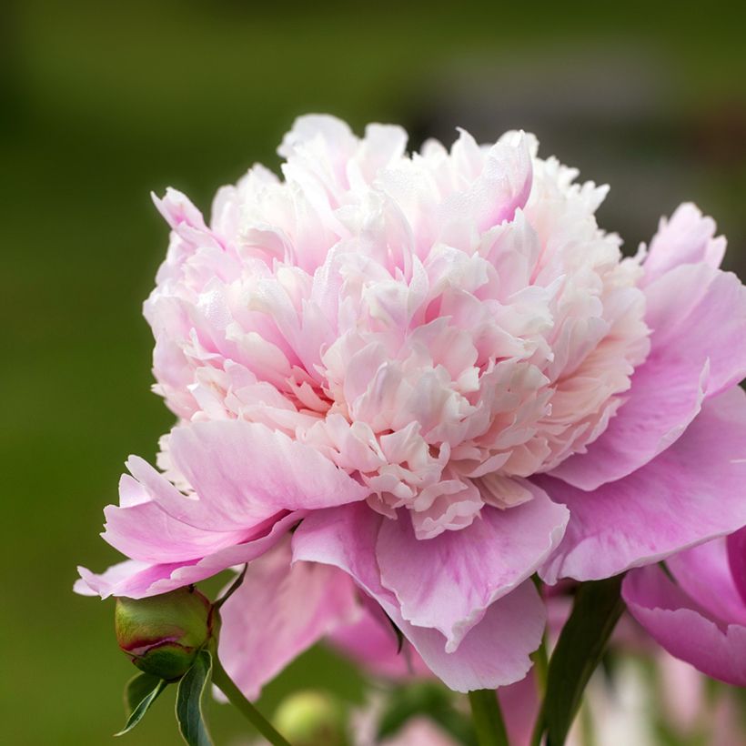 Paeonia lactiflora Sorbet (Flowering)