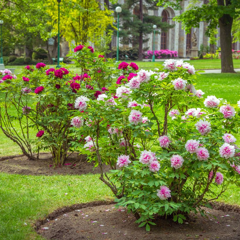 Paeonia suffruticosa Pink - Tree Peony (Plant habit)