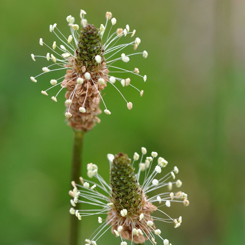 Ribwort Plantain organic seeds - Plantago lanceolata (Flowering)