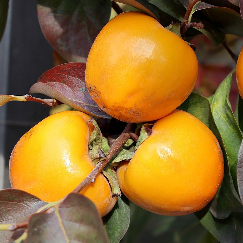 Diospyros kaki Ragno - Persimmon (Harvest)