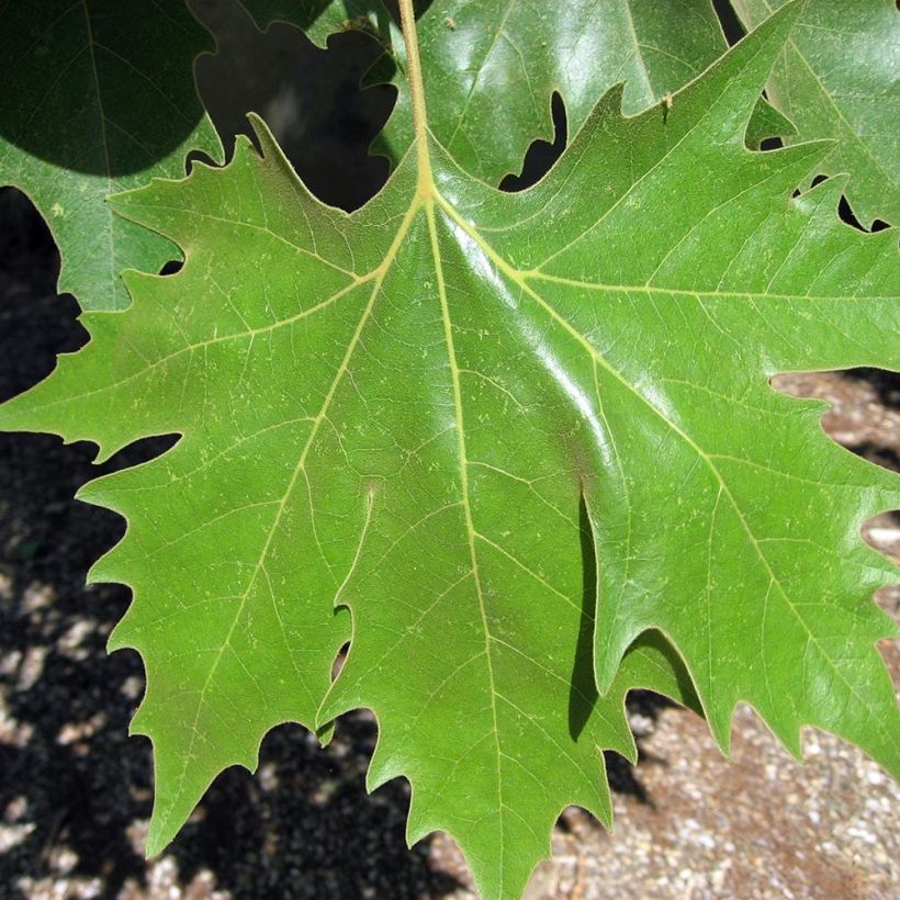 Morus alba - Mullberry (Foliage)