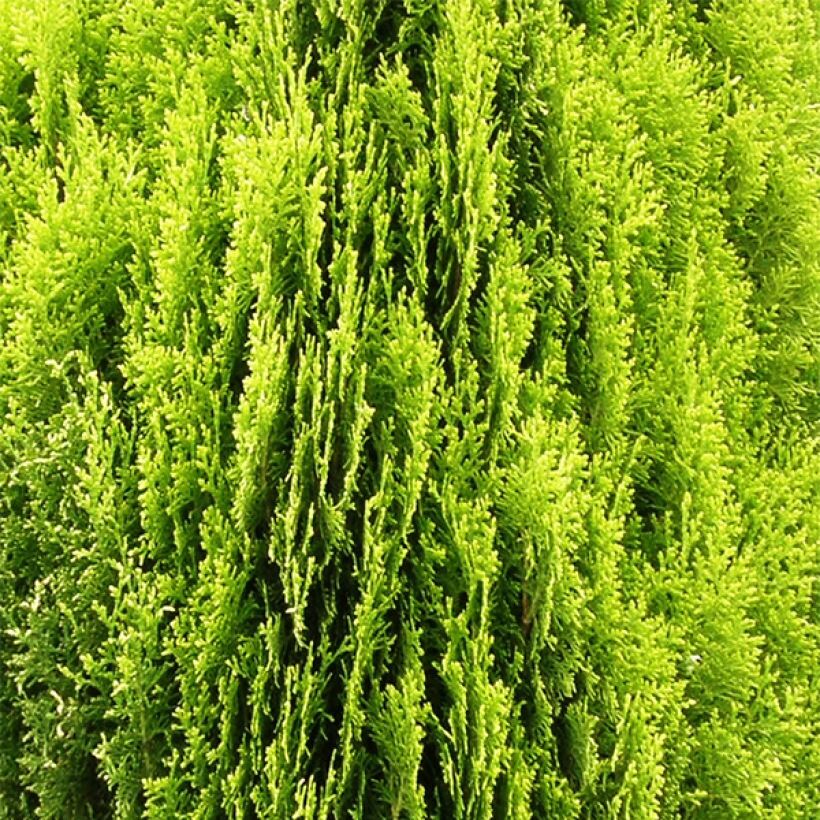 Oriental Arborvitae - Platycladus orientalis Aurea Nana (Foliage)