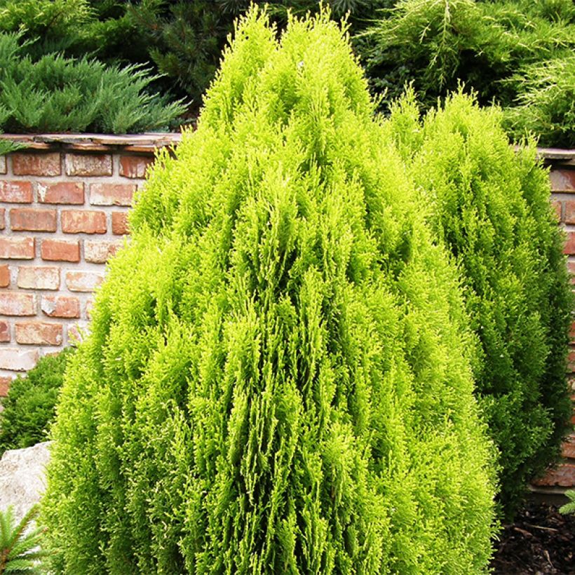 Oriental Arborvitae - Platycladus orientalis Aurea Nana (Plant habit)