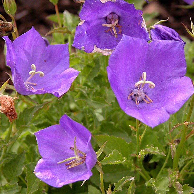 Platycodon grandiflorus Zwerg (Flowering)