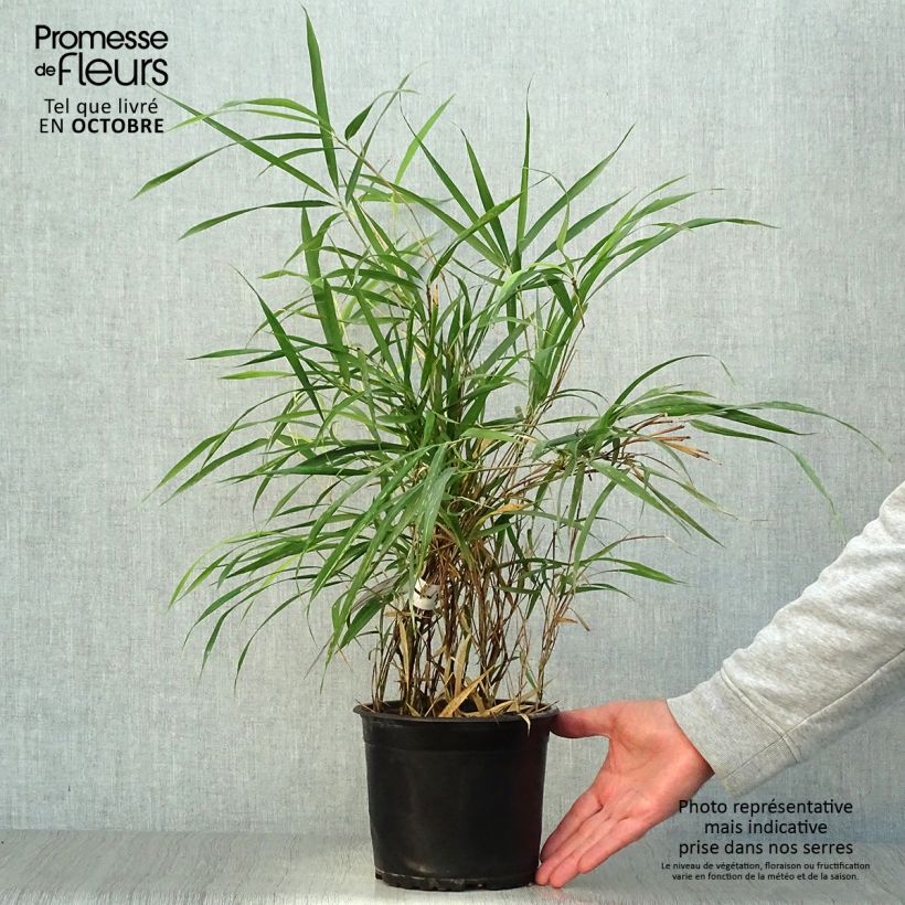 Pleioblastus linearis - Bambou moyen 2/3L Pot de 2L/3L sample as delivered in autumn