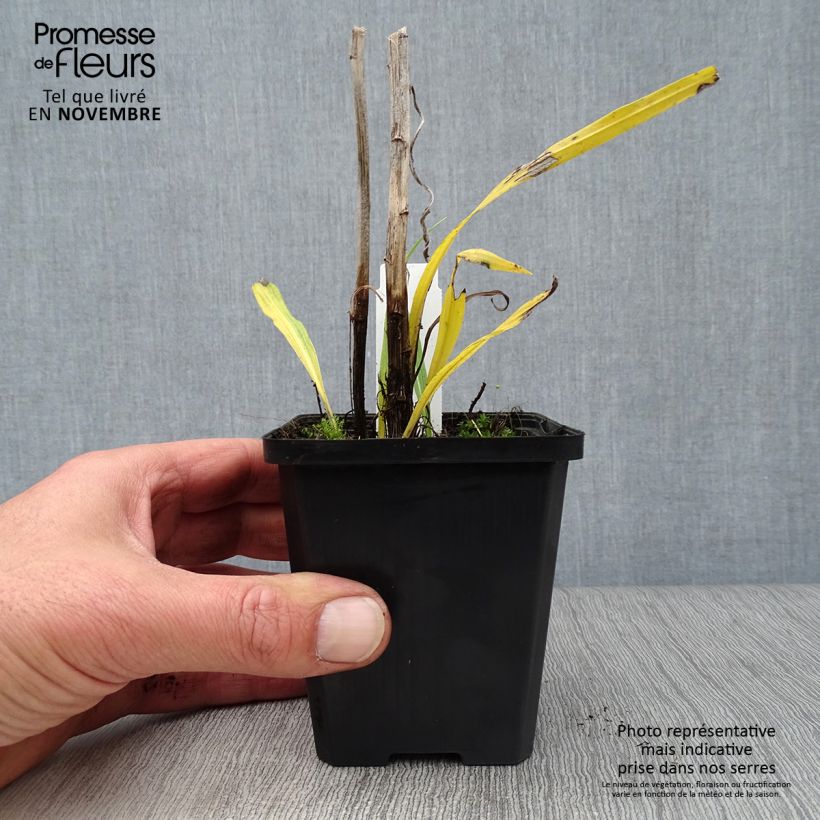 Plume du Kansas - Liatris spicata Floristan White Godet de 9cm sample as delivered in autumn