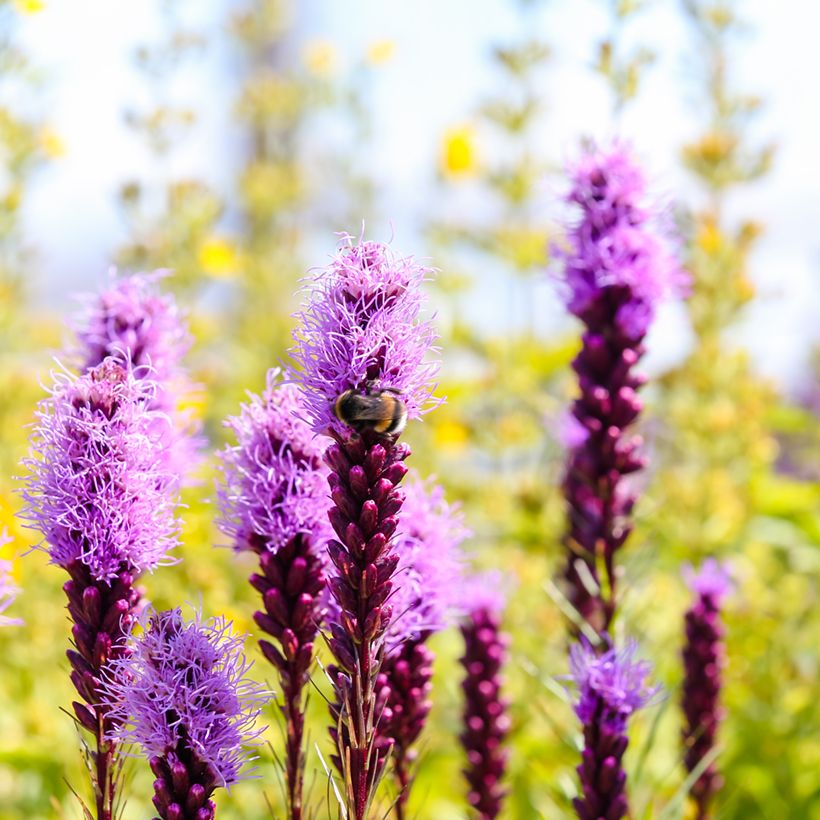 Liatris spicata Kobold - Dense Blazing star (Flowering)