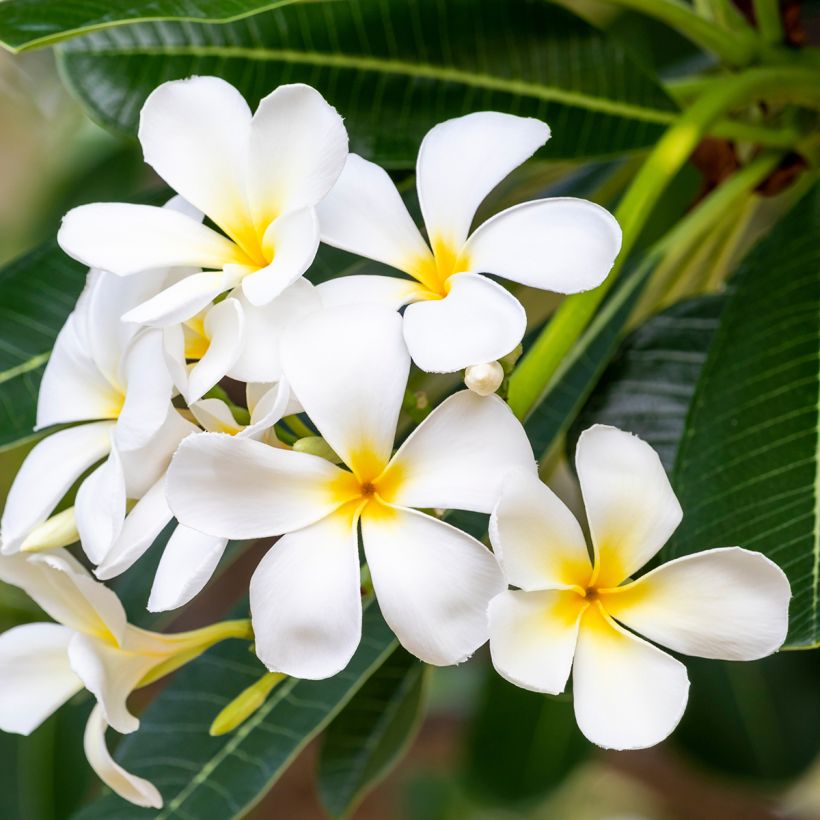 Plumeria obtusa - Frangipani (Flowering)