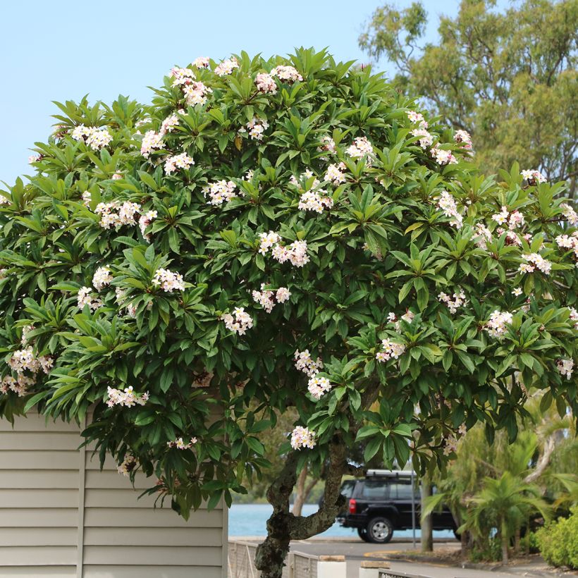 Plumeria obtusa - Frangipani (Plant habit)