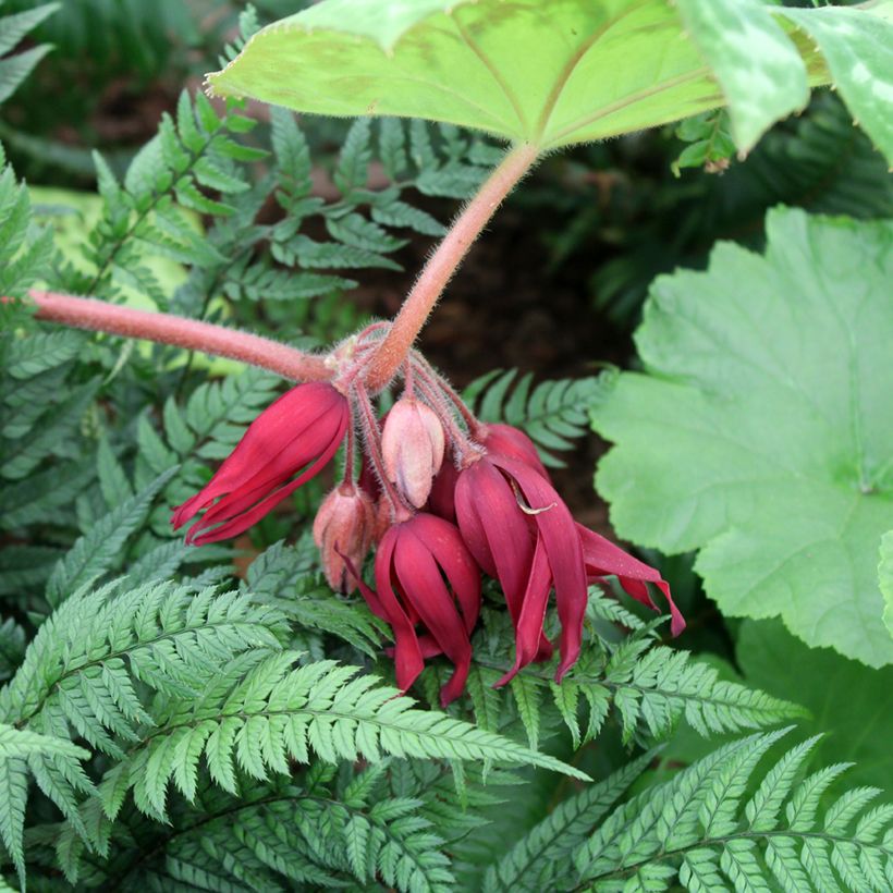 Podophyllum Spotty Dotty (Flowering)