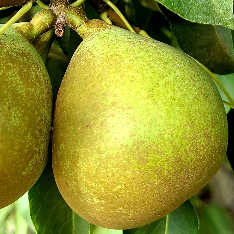 Pyrus communis Bergamote Esperen - Pear Tree (Harvest)