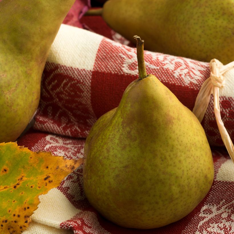 Pyrus communis Beurré Superfin - Pear Tree (Harvest)