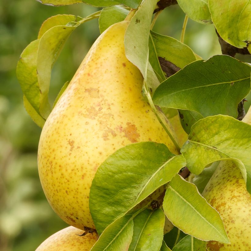 Pyrus communis Beurré d’Amanlis - Pear Tree (Harvest)