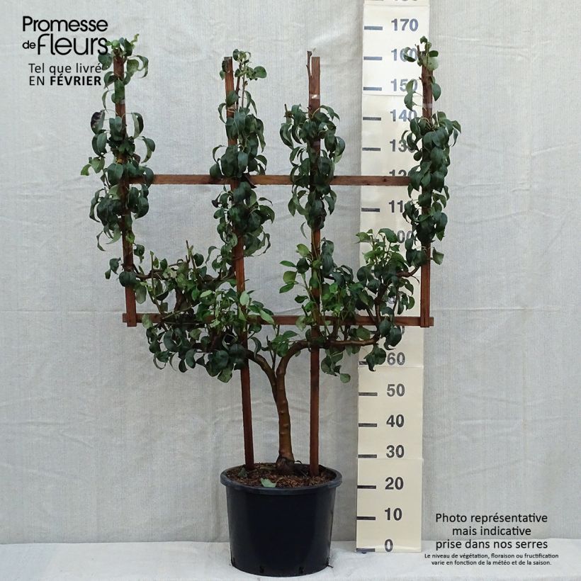 Pyrus communis Conférence - Double U shape Pear Tree sample as delivered in autumn