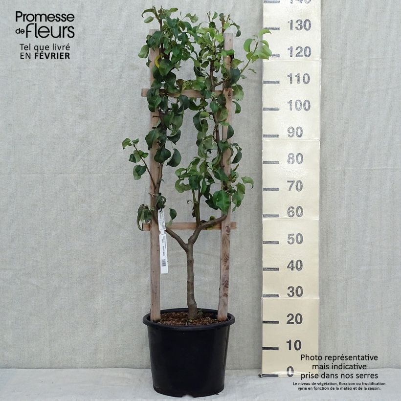 Pyrus communis Conférence - U shape Pear Tree sample as delivered in autumn