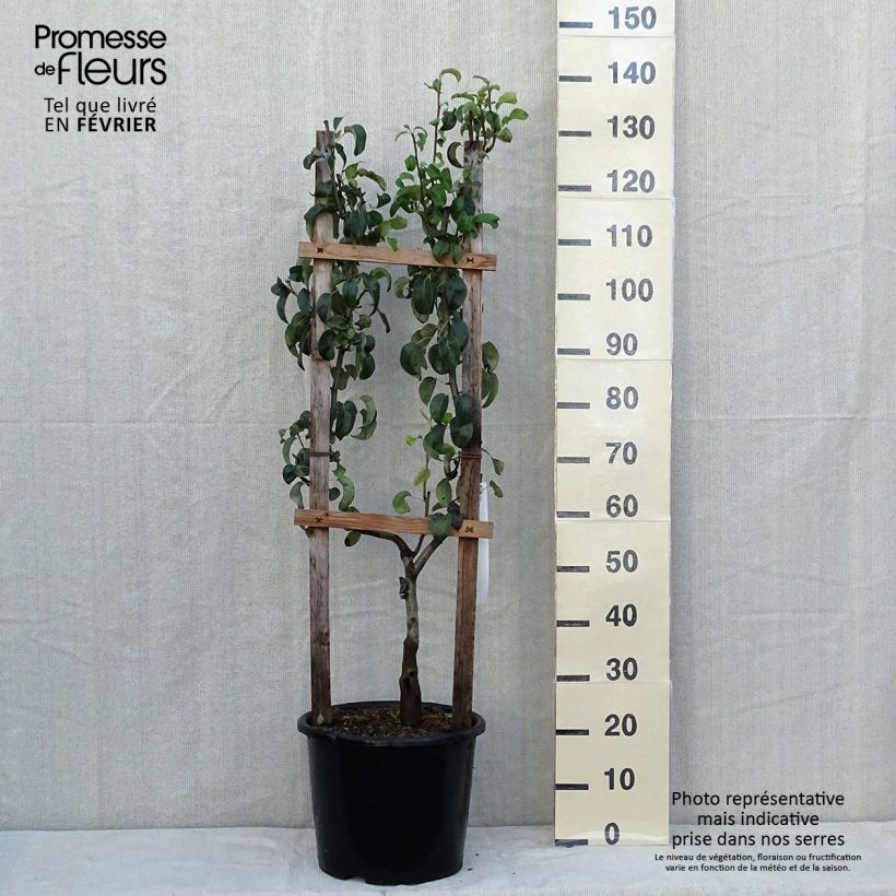 Pyrus communis Doyenné du Comice Pear Tree U Shape sample as delivered in autumn